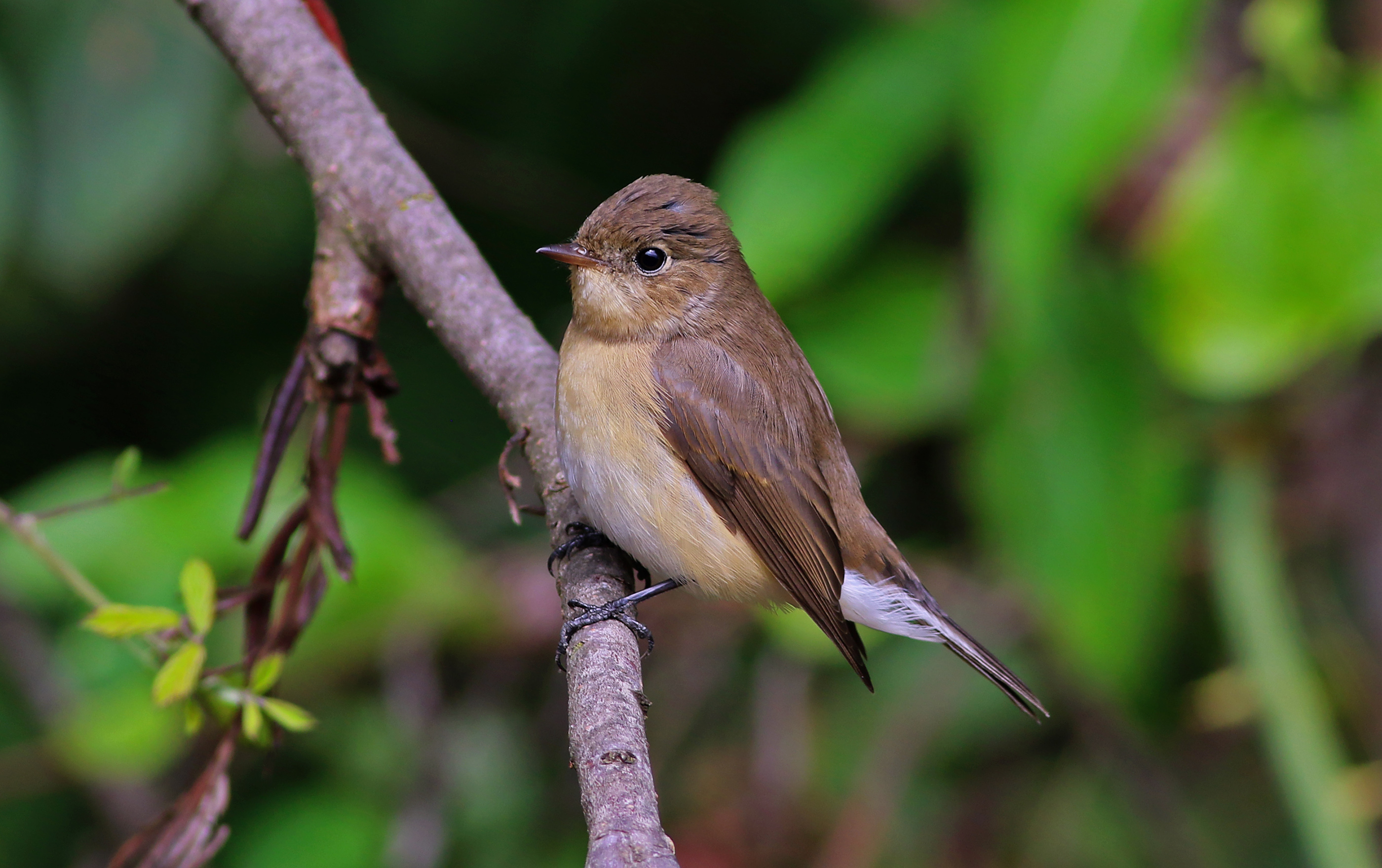 Red-breasted Flycatcher — Ana fotoğraf